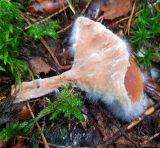 Гипомицес абрикосовый (Hypomyces armeniacus)