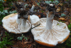 Гипомицес абрикосовый (Hypomyces armeniacus)