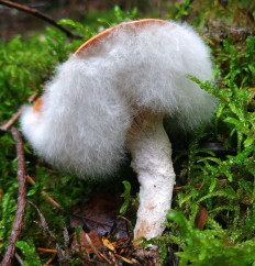 Гипомицес абрикосовый (Hypomyces armeniacus)