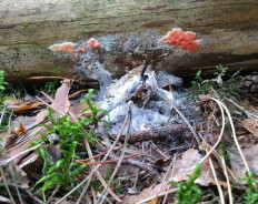 Гипомицес абрикосовый (Hypomyces armeniacus)