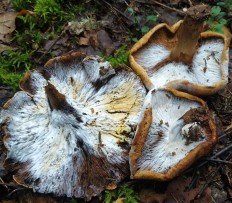 Гипомицес золотистоспоровый (Hypomyces chrysospermus)