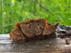 Глеофиллум заборный (Gloeophyllum sepiarium)