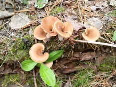 Гоенбуелия лепестковидная (Hohenbuehelia petaloides)