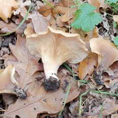 Гоенбуелия лепестковидная (Hohenbuehelia petaloides)