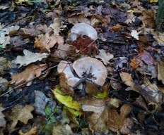 Гоенбуелия лепестковидная (Hohenbuehelia petaloides)