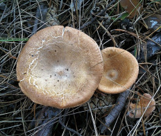 Говорушка чешуйчатая (Clitocybe squamulosa)