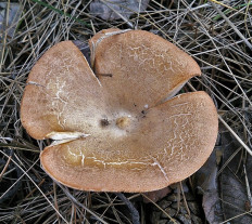 Говорушка чешуйчатая (Clitocybe squamulosa)