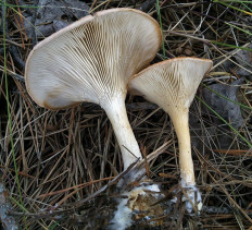 Говорушка чешуйчатая (Clitocybe squamulosa)