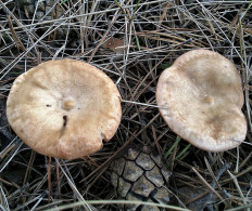 Говорушка чешуйчатая (Clitocybe squamulosa)