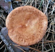 Говорушка чешуйчатая (Clitocybe squamulosa)