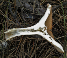 Говорушка чешуйчатая (Clitocybe squamulosa)