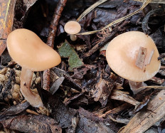 Говорушка просвечивающая (Clitocybe diatreta)