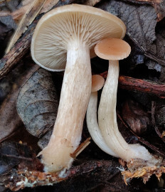 Говорушка просвечивающая (Clitocybe diatreta)