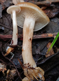 Говорушка просвечивающая (Clitocybe diatreta)