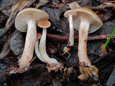 Говорушка просвечивающая (Clitocybe diatreta)