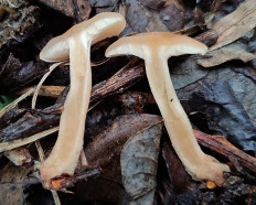 Говорушка просвечивающая (Clitocybe diatreta)