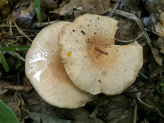 Говорушка ребристая (Clitocybe costata)