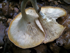 Говорушка ребристая (Clitocybe costata)