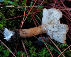 Говорушка синопская (Bonomyces sinopicus)