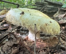 Груздь лохматый (Lactarius citriolens)