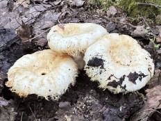 Груздь лохматый (Lactarius citriolens)