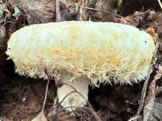 Груздь бахромистый (Lactarius citriolens)