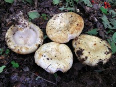 Груздь бахромистый (Lactarius citriolens)