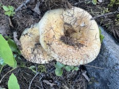 Груздь бахромистый (Lactarius citriolens)