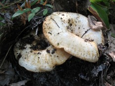 Груздь настоящий (Lactarius resimus)