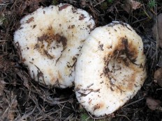 Груздь настоящий (Lactarius resimus)