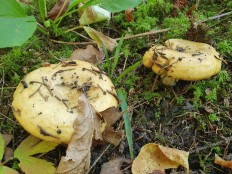 Груздь жёлтый (Lactarius scrobiculatus)