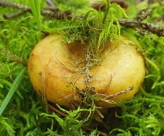 Груздь жёлтый (Lactarius scrobiculatus)