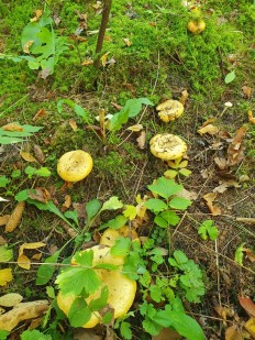 Груздь жёлтый (Lactarius scrobiculatus)