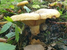 Груздь жёлтый (Lactarius scrobiculatus)