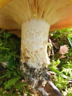 Груздь жёлтый (Lactarius scrobiculatus)