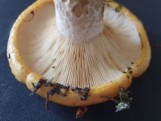 Груздь жёлтый (Lactarius scrobiculatus)