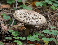 Хлорофиллум Оливье (Chlorophyllum olivieri)