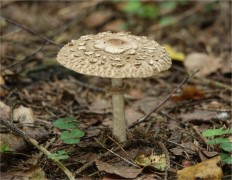 Хлорофиллум Оливье (Chlorophyllum olivieri)