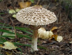 Хлорофиллум Оливье (Chlorophyllum olivieri)