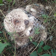 Хлорофиллум тёмно-бурый (Chlorophyllum brunneum)