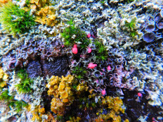 Иллоспориопсис Кристиансена (Illosporiopsis christiansenii)