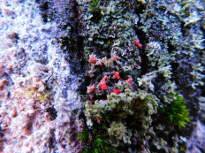 Иллоспориопсис Кристиансена (Illosporiopsis christiansenii)