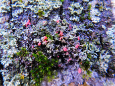 Иллоспориопсис Кристиансена (Illosporiopsis christiansenii)