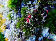 Иллоспориопсис Кристиансена (Illosporiopsis christiansenii)