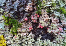 Иллоспориопсис Кристиансена (Illosporiopsis christiansenii)