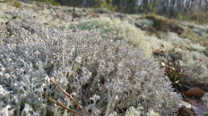 Кладония оленья (Cladonia rangiferina)