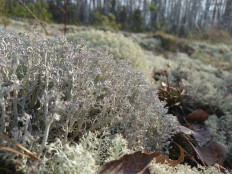Кладония оленья (Cladonia rangiferina)