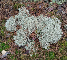 Кладония оленья (Cladonia rangiferina)