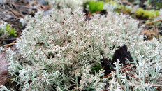 Кладония оленья (Cladonia rangiferina)