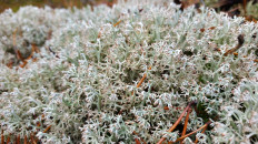 Кладония оленья (Cladonia rangiferina)
